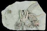 Five Species of D Crinoids on One Plate - Crawfordsville, Indiana #122998-2